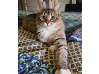 Adopt Kazi,DLH (w/ Ned?) (FCID# 02/28/2024 - 59) RC a Domestic Long Hair, Tabby