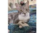 Adopt Ned (w/ Kazi?) (FCID# 02/28/2024 - 58) DC a Tabby