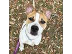 Adopt Toto a Mixed Breed