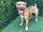 Adopt PACO SMALLS a Pit Bull Terrier