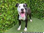 Adopt RUMBLE a Pit Bull Terrier