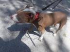 Adopt ROCKY a Terrier, Mixed Breed