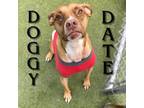 Adopt Simba a Boxer, American Staffordshire Terrier