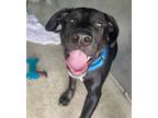 Adopt Kuzco a Black Labrador Retriever, Mixed Breed