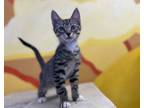 Adopt catrick swayzy a Domestic Short Hair