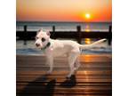 Adopt Sullivan a Dogo Argentino, Pit Bull Terrier
