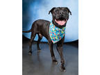 Adopt Jello a Pit Bull Terrier, Mixed Breed