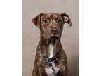 Adopt Chevy a Mixed Breed