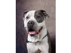 Adopt Dijon a Pit Bull Terrier, Mixed Breed