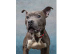 Adopt Arbys a Pit Bull Terrier, Mixed Breed