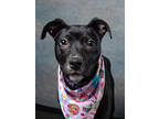 Adopt Kona - AVAILABLE BY APPOINTMENT a Pit Bull Terrier, Mixed Breed