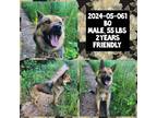 Adopt 2024-05-061 *BO* a German Shepherd Dog