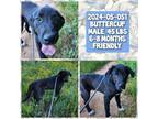 Adopt 2024-05-051 *Buttercup* a Labrador Retriever