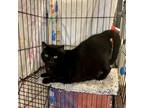 Adopt Zorro a American Shorthair