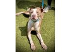 Adopt Lil Bow Wow - NEEDS A HOME OR FOSTER BY 5/10 a Pit Bull Terrier