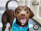 Adopt 24-05-1416 Buck a Doberman Pinscher