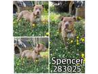 Adopt SPENCER a Pit Bull Terrier, Mixed Breed