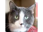 Adopt Ski Liam -- Bonded Buddy With Moro a Domestic Short Hair