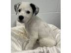 Adopt Bernardo a Standard Poodle, Labrador Retriever