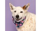 Adopt Rio a Cattle Dog, Mixed Breed