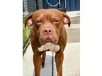 Adopt Jamin a Pit Bull Terrier, Mixed Breed