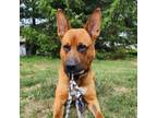 Adopt Hitch **Off-Site Foster Home** a Boxer, German Shepherd Dog