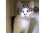 Adopt Peanut a Domestic Short Hair