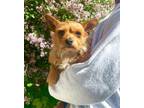 Adopt Sir a Yorkshire Terrier, Mixed Breed