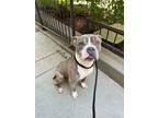 Adopt Jude a Pit Bull Terrier, Mixed Breed