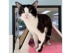 Adopt Ludwick a Domestic Short Hair