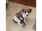 Adopt Buddy a Beagle, Spaniel