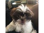 Shih Tzu Puppy for sale in Downsville, LA, USA