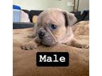 Mutt Puppy for sale in Hilliard, OH, USA