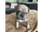 Mutt Puppy for sale in Hilliard, OH, USA