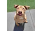 Adopt Rocky a Catahoula Leopard Dog