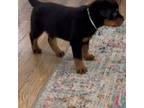 Rottweiler Puppy for sale in Collingdale, PA, USA
