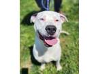 Adopt Cash (HW-) a Pit Bull Terrier, Mixed Breed