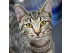 Adopt Baby Teddy a Domestic Short Hair