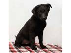 Adopt Roco a Black Labrador Retriever, German Shepherd Dog