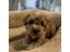 Poodle (Toy) Puppy for sale in Rego Park, NY, USA