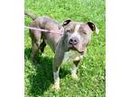 Adopt Maverick a Pit Bull Terrier