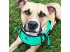 Adopt Pierre a Pit Bull Terrier