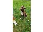 Adopt Blaze Perry a Pit Bull Terrier