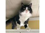 Adopt Sammy a Domestic Medium Hair