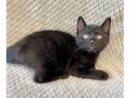 Adopt Bento a Domestic Short Hair