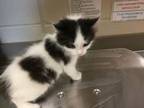 Adopt Yuzu a Domestic Short Hair