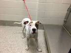 Adopt Donut a Pit Bull Terrier, Mixed Breed