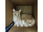 Adopt Whistle Britches a Domestic Short Hair