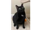 Adopt Connor a Domestic Short Hair