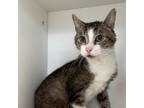 Adopt PEANUTS a Domestic Short Hair